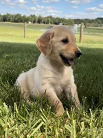 Rosie AKC, a female Golden Retriever for sale in Cub Run, KY – 1 of 8