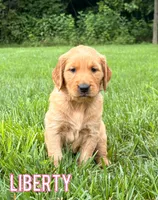 Liberty, a female Golden Retriever for sale in Cub Run, KY – 1 of 3