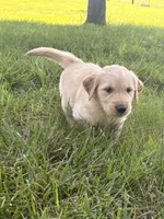 Mary, a female Golden Retriever for sale in Cub Run, KY – 4 of 4