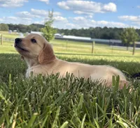 Rosie AKC, a female Golden Retriever for sale in Cub Run, KY – 3 of 8
