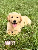 Mary AKC, a female Golden Retriever for sale in Cub Run, KY – 10 of 10