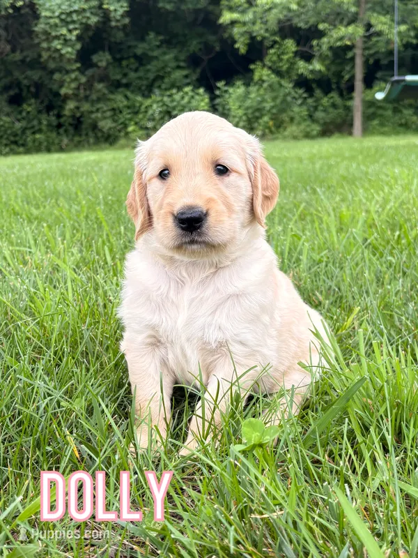 Dolly – Golden Retriever puppy for sale in Cub Run, KY