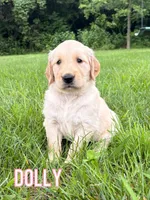 Dolly, a female Golden Retriever for sale in Cub Run, KY – 1 of 5