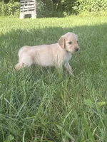 Rosie, a female Golden Retriever for sale in Cub Run, KY – 2 of 3
