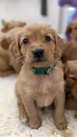 Spencer, a male Miniature Golden Retriever for sale in Columbus, OH – 2 of 5