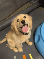 Met, a male Miniature Golden Retriever for sale in Columbus, OH – Photo 1 of 4