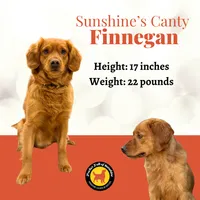 Spencer, a male Miniature Golden Retriever for sale in Columbus, OH – 5 of 5