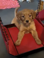 Celeste, a female Miniature Golden Retriever for sale in Columbus, OH – 1 of 5