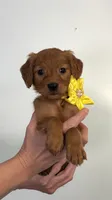 Lyra, a female Miniature Golden Retriever for sale in Columbus, OH – 2 of 5