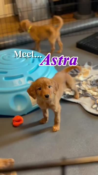 Astra, a female Miniature Golden Retriever for sale in Columbus, OH – 3 of 5