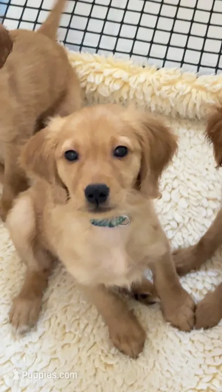 Spencer – Miniature Golden Retriever puppy for sale in Columbus, OH