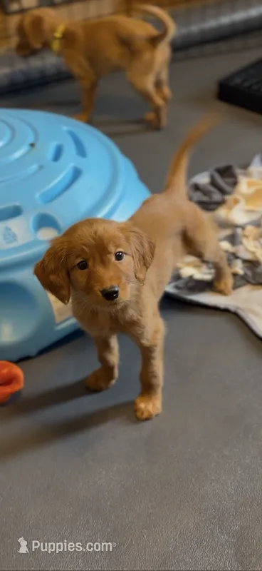 Astra – Miniature Golden Retriever puppy for sale in Columbus, OH