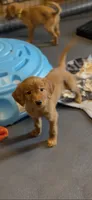Astra, a female Miniature Golden Retriever for sale in Columbus, OH – 1 of 5