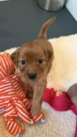 Lyra, a female Miniature Golden Retriever for sale in Columbus, OH – 1 of 5