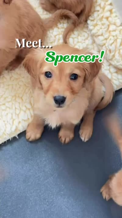 Spencer, a male Miniature Golden Retriever for sale in Columbus, OH – 2 of 2