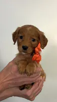 Selene, a female Miniature Golden Retriever for sale in Columbus, OH – 2 of 5