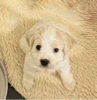 processed/6268cdba-81ad-4837-bf28-e1580595421a/listing/754bb06a-ce5e-4865-b68d-65374c530b81/0431ceb9-f60c-48e5-be17-e3dcc9ddddaa