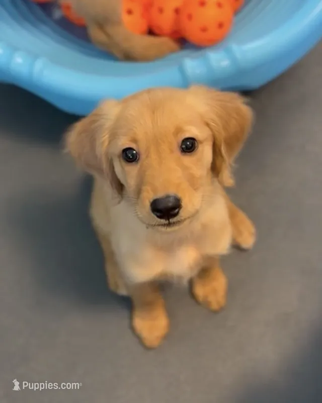 Spencer – Miniature Golden Retriever puppy for sale in Columbus, OH