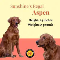 Astra, a female Miniature Golden Retriever for sale in Columbus, OH – 4 of 5