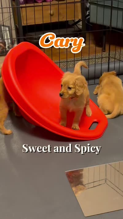 Cary, a male Miniature Golden Retriever for sale in Columbus, OH – 3 of 3