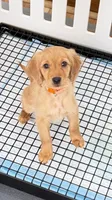 Cary, a male Miniature Golden Retriever for sale in Columbus, OH – 2 of 3