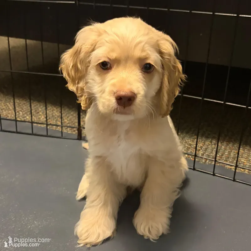 Flurry – Golden Cocker Retriever puppy for sale in Columbus, OH