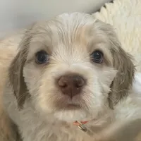Flurry, a male Golden Cocker Retriever for sale in Columbus, OH – Photo 3 of 3
