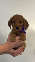Astra, a female Miniature Golden Retriever for sale in Columbus, OH – 2 of 5