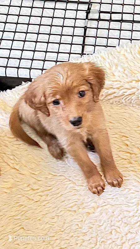 Selene – Miniature Golden Retriever puppy for sale in Columbus, OH