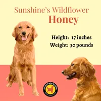 Spencer, a male Miniature Golden Retriever for sale in Columbus, OH – 4 of 5