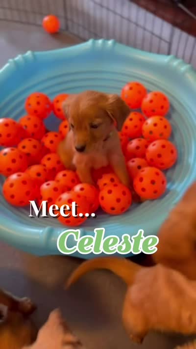 Celeste, a female Miniature Golden Retriever for sale in Columbus, OH – 3 of 5