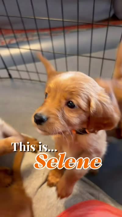 Selene, a female Miniature Golden Retriever for sale in Columbus, OH – 3 of 5