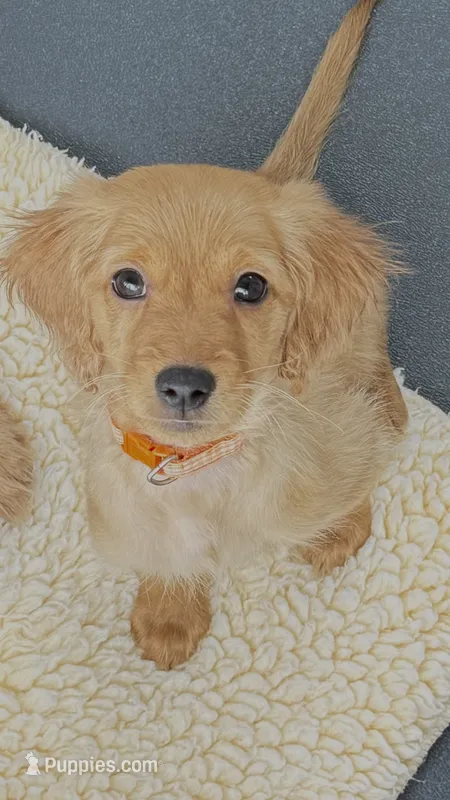 Cary – Miniature Golden Retriever puppy for sale in Columbus, OH