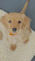 Cary, a male Miniature Golden Retriever for sale in Columbus, OH – 1 of 3