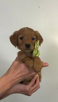 Celeste, a female Miniature Golden Retriever for sale in Columbus, OH – 2 of 5