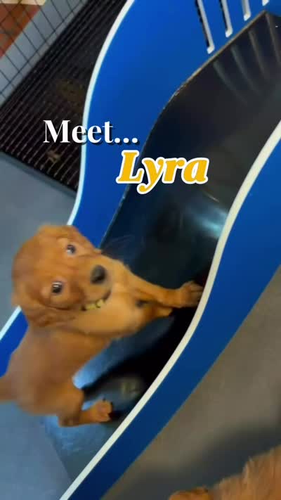 Lyra, a female Miniature Golden Retriever for sale in Columbus, OH – 3 of 5