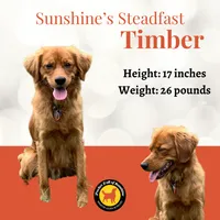 Celeste, a female Miniature Golden Retriever for sale in Columbus, OH – 5 of 5