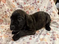 Luna, a female Cane Corso for sale in Indianapolis, IN – 2 of 4