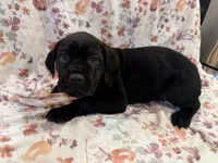 Azul , a male Cane Corso for sale in Indianapolis, IN – 6 of 10