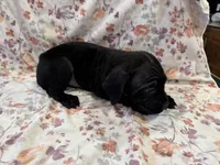 Azul , a male Cane Corso for sale in Indianapolis, IN – 2 of 10