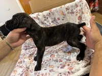 Luna, a female Cane Corso for sale in Indianapolis, IN – 3 of 4