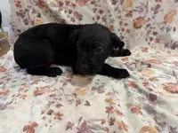 Azul , a male Cane Corso for sale in Indianapolis, IN – 7 of 10