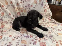 Azul , a male Cane Corso for sale in Indianapolis, IN – 8 of 10
