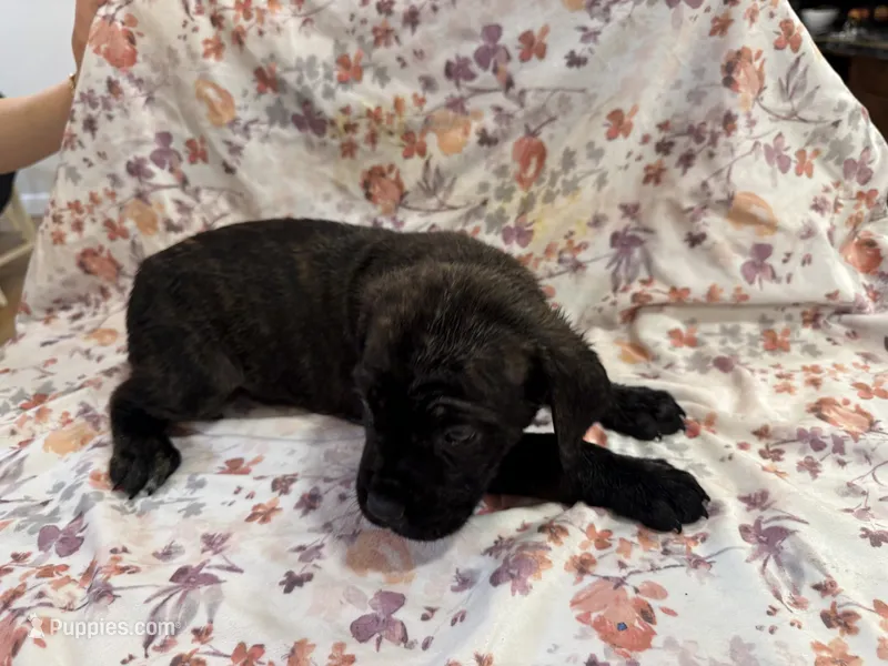 Luna – Cane Corso puppy for sale in Indianapolis, IN