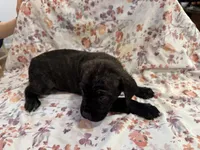 Luna, a female Cane Corso for sale in Indianapolis, IN – 1 of 4