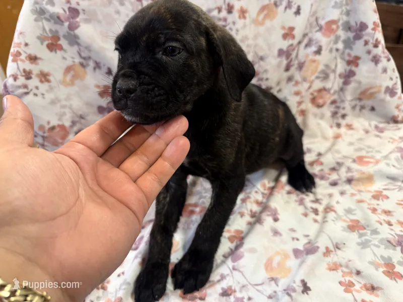 Azul  – Cane Corso puppy for sale in Indianapolis, IN