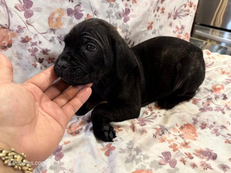 Lucky  – Cane Corso puppy for sale in Indianapolis, IN