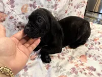Lucky , a male Cane Corso for sale in Indianapolis, IN – 1 of 1