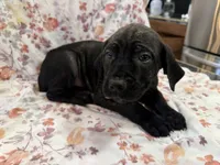 Azul , a male Cane Corso for sale in Indianapolis, IN – 3 of 10