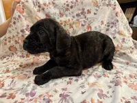 Azul , a male Cane Corso for sale in Indianapolis, IN – 10 of 10